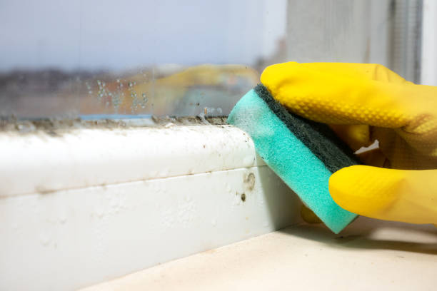 Trusted Hale Center, TX Mold Inspection, Removal & Remediation Experts